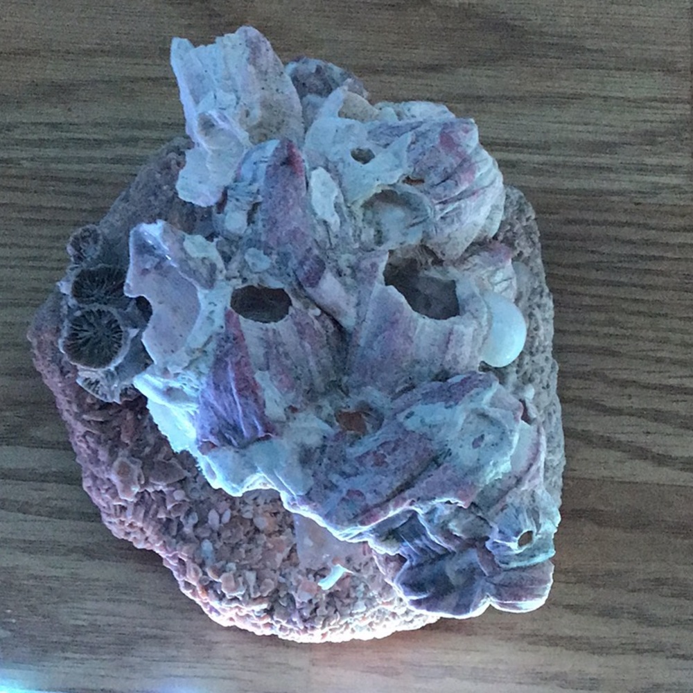 Lavender Coral off Southern Atlantic - Picture 2 of 3